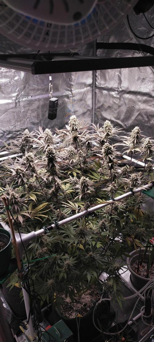 Bruce Banner. Week 16