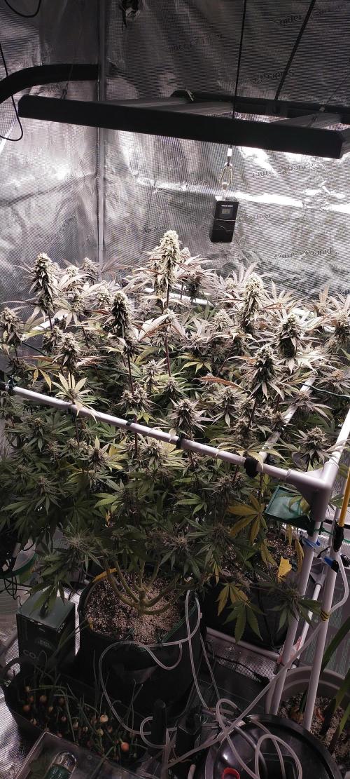 Bruce Banner. Week 16