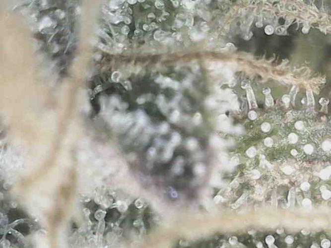 Bruce Banner. Week 16