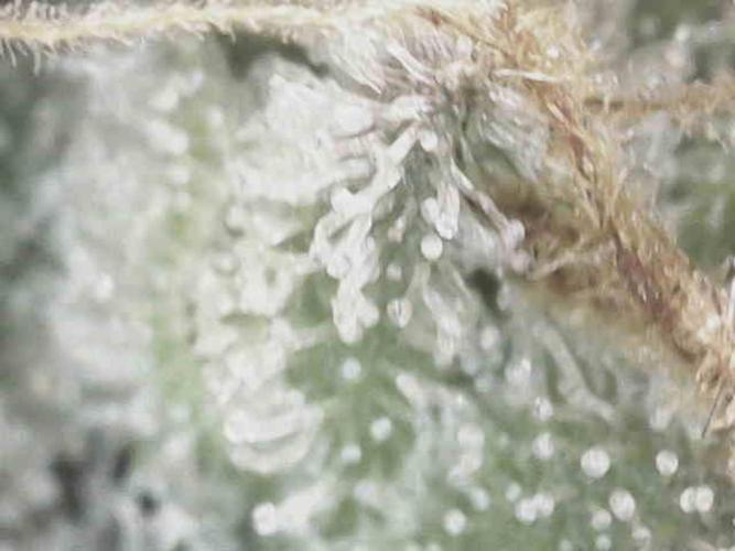 Bruce Banner. Week 16