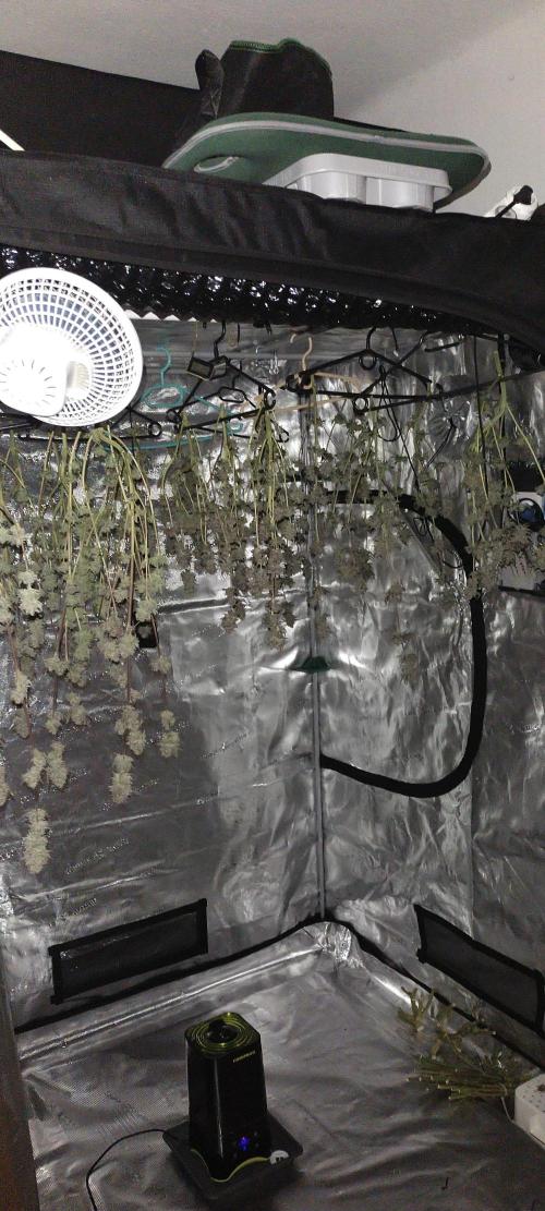 Bruce Banner. Week 17