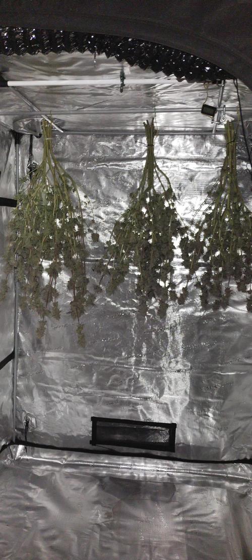 Bruce Banner. Week 17
