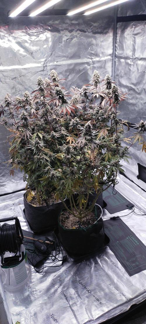 Bruce Banner. Week 17