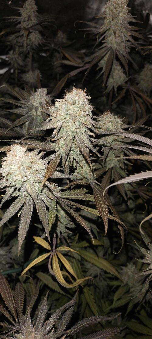 Bruce Banner. Week 17
