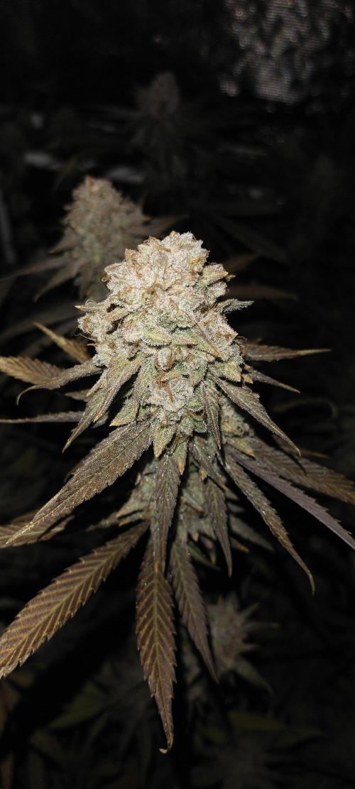 Bruce Banner. Week 17