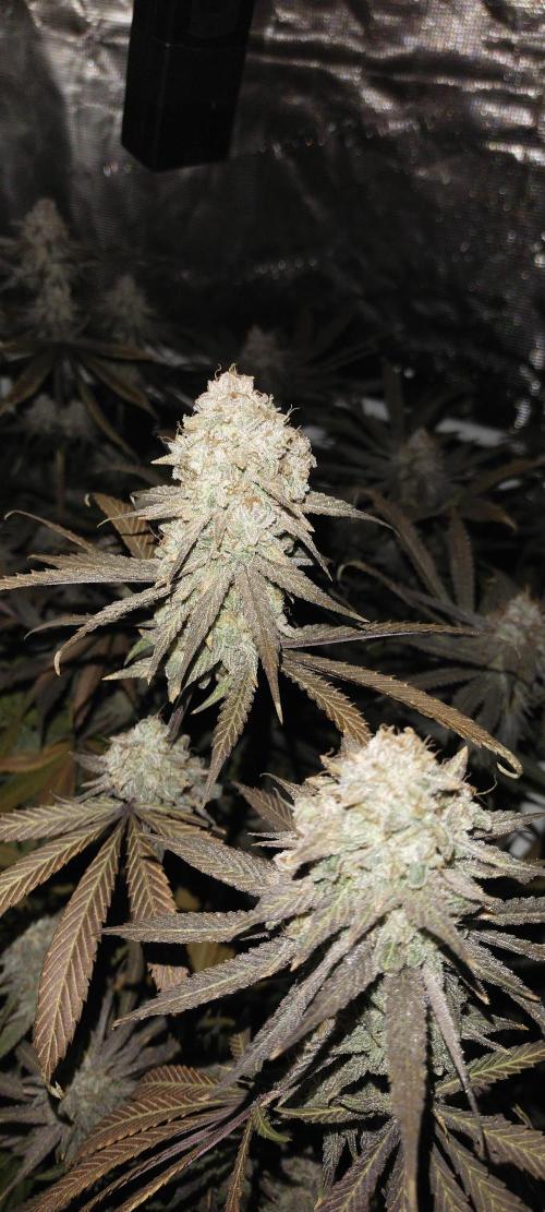 Bruce Banner. Week 17
