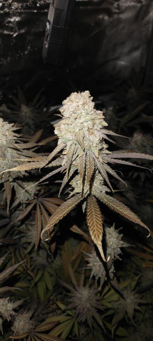 Bruce Banner. Week 17