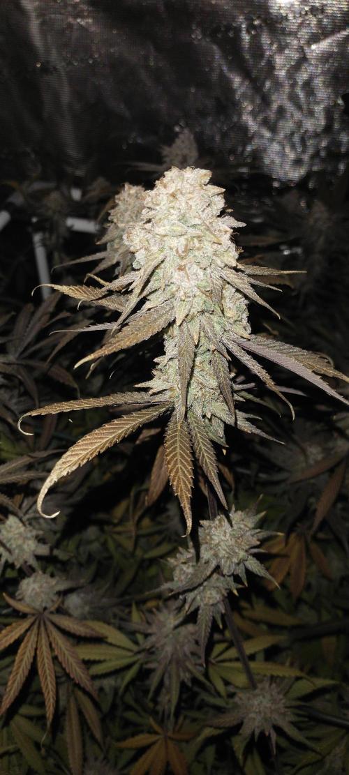 Bruce Banner. Week 17