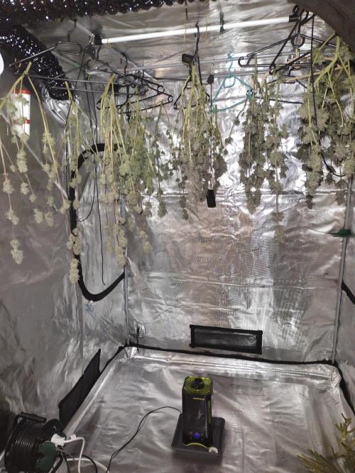 Bruce Banner. Week 17