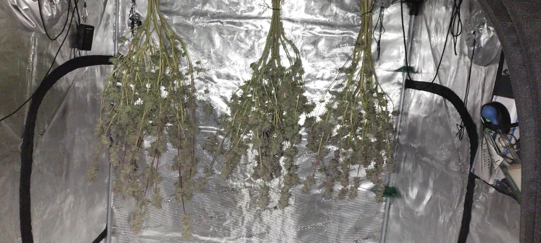 Bruce Banner. Week 17