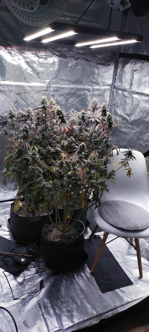 Bruce Banner. Week 17