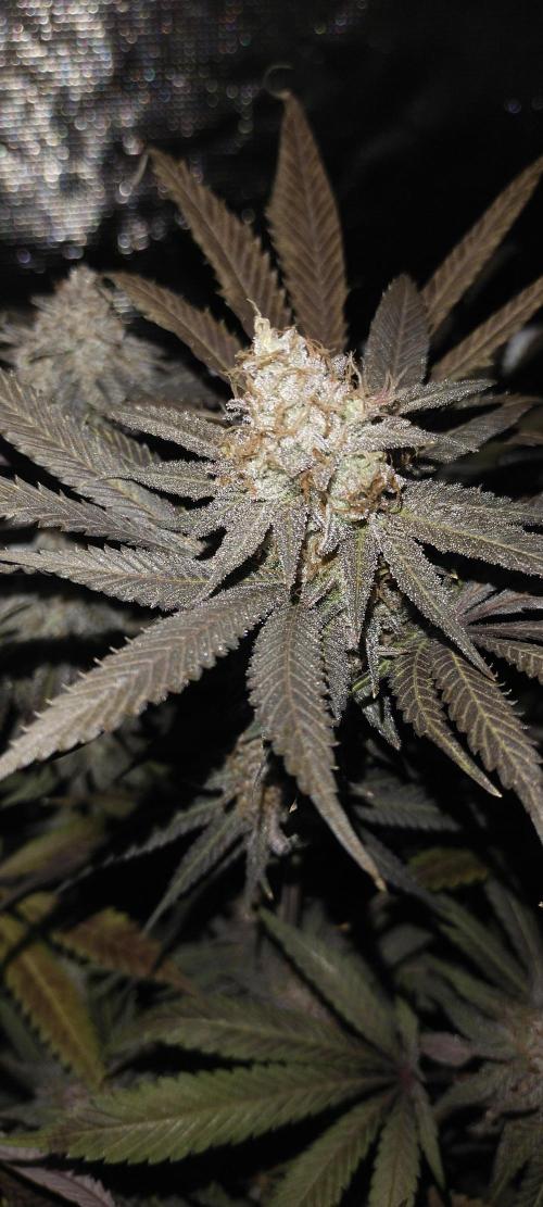 Bruce Banner. Week 17
