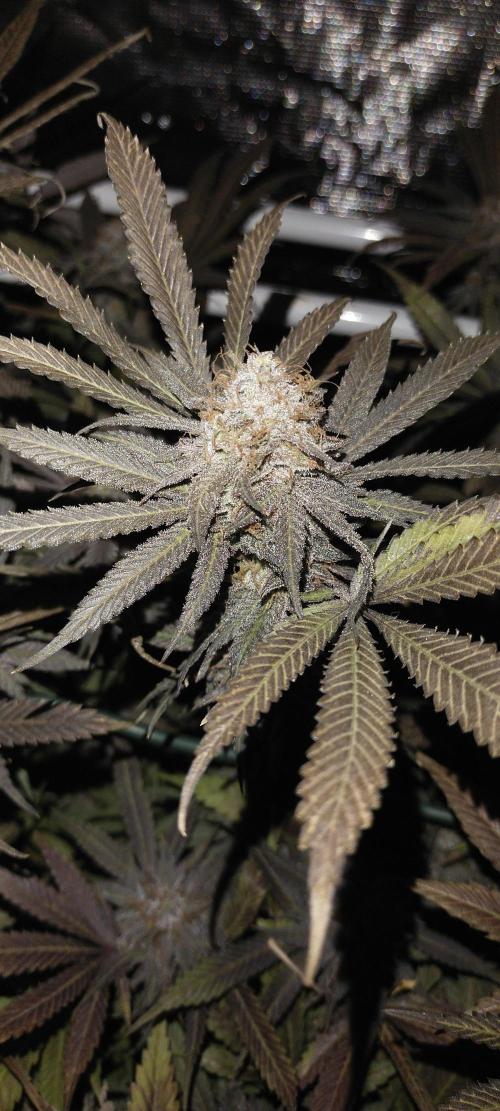 Bruce Banner. Week 17