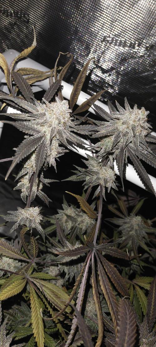 Bruce Banner. Week 17