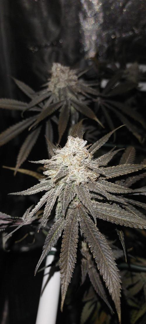 Bruce Banner. Week 17