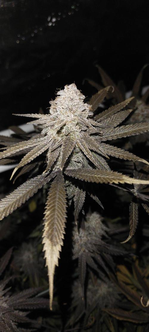 Bruce Banner. Week 17