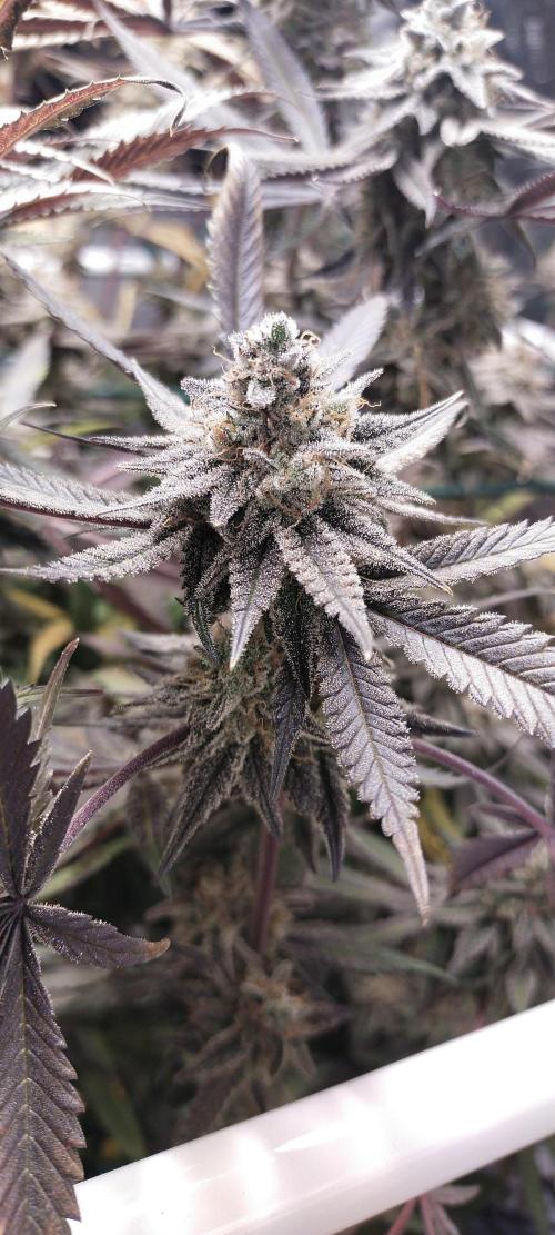 Bruce Banner. Week 17