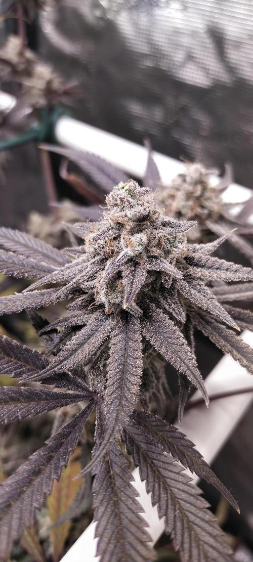 Bruce Banner. Week 17