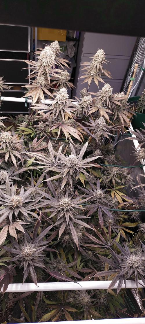 Bruce Banner. Week 17