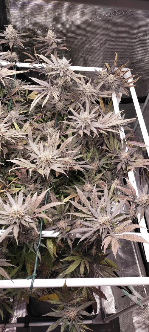 Bruce Banner. Week 17