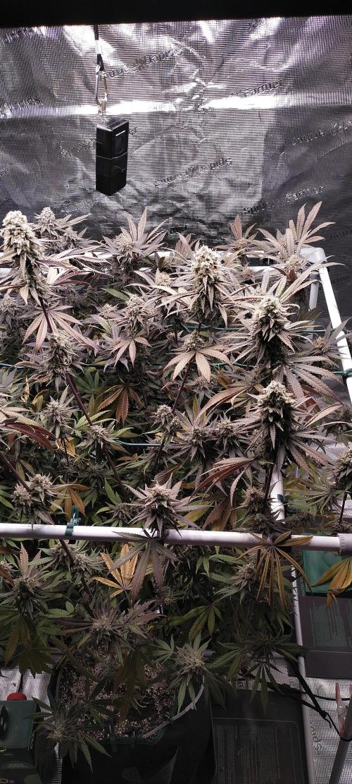 Bruce Banner. Week 17