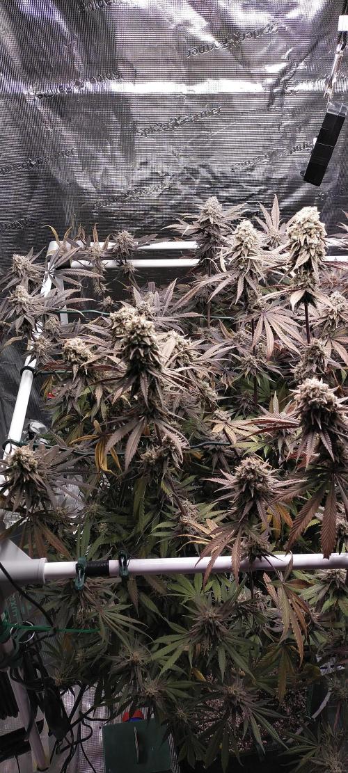 Bruce Banner. Week 17