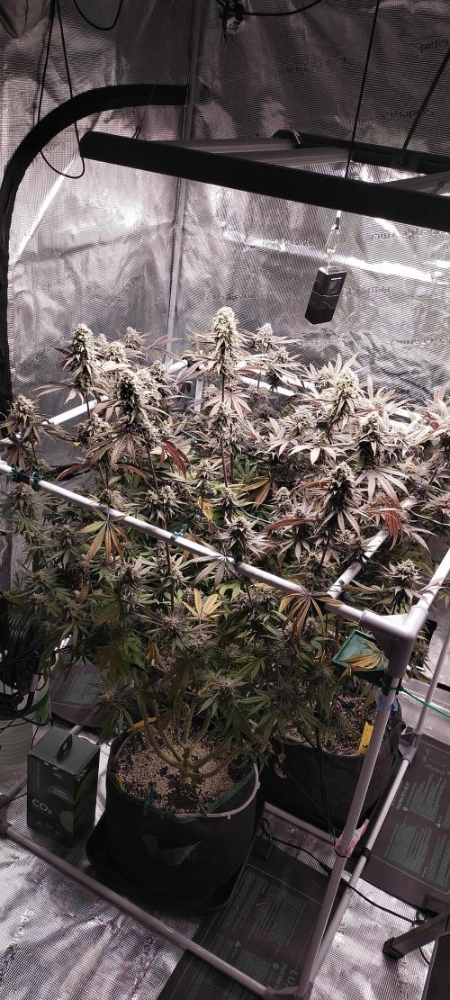 Bruce Banner. Week 17