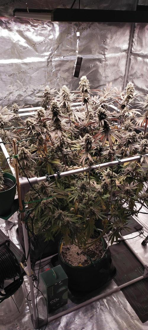 Bruce Banner. Week 17