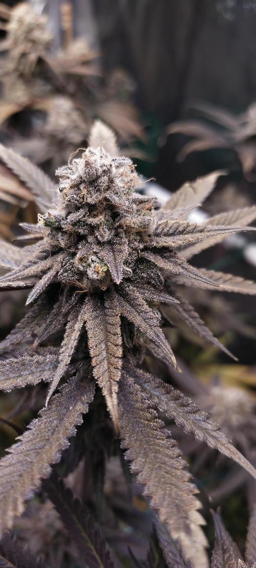 Bruce Banner. Week 17