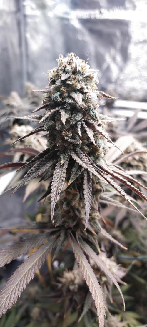 Bruce Banner. Week 17