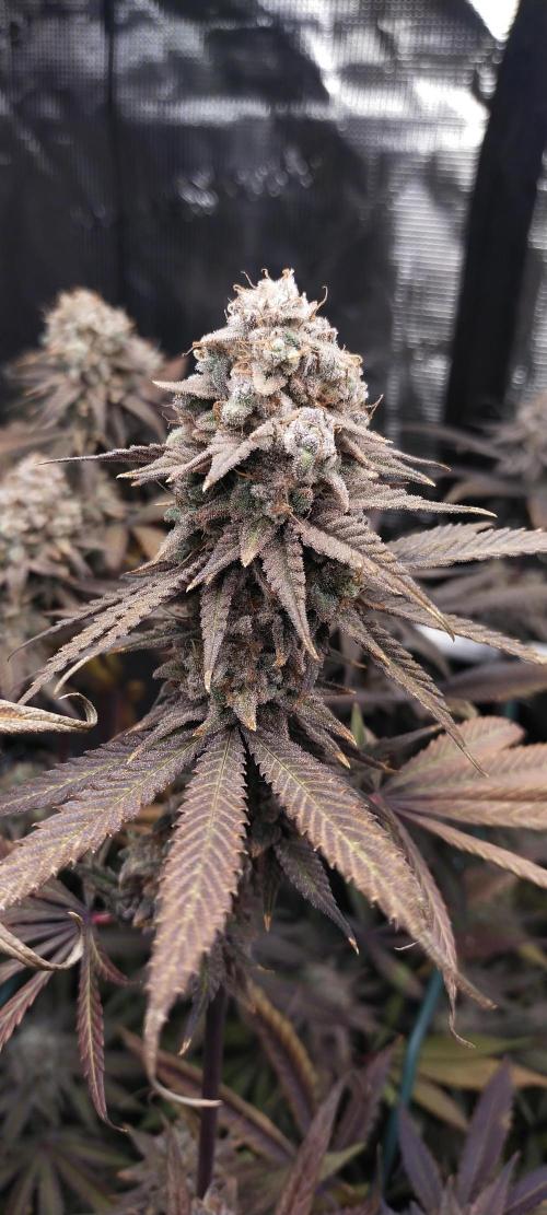 Bruce Banner. Week 17