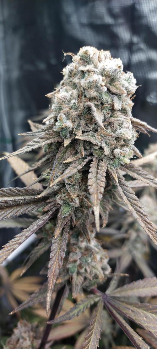 Bruce Banner. Week 17
