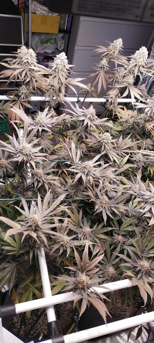 Bruce Banner. Week 17