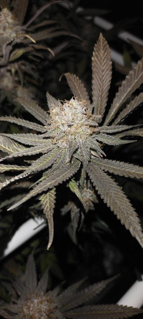 Bruce Banner. Week 17