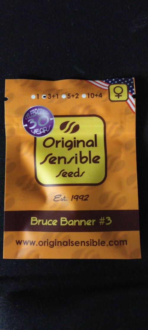 Bruce Banner#3. Week 0