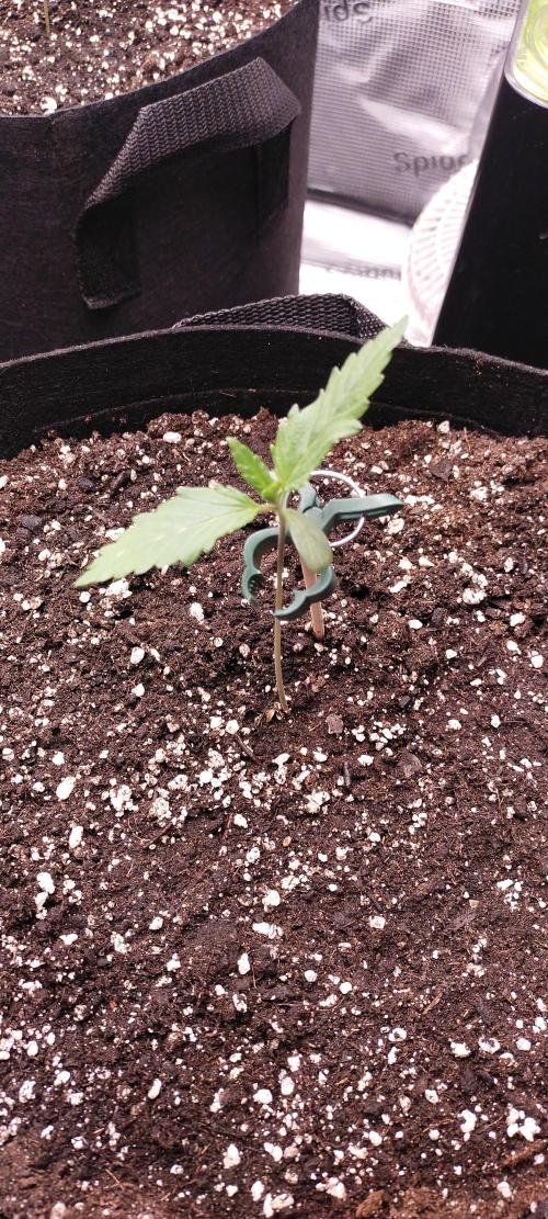 Bruce Banner#3. Week 1