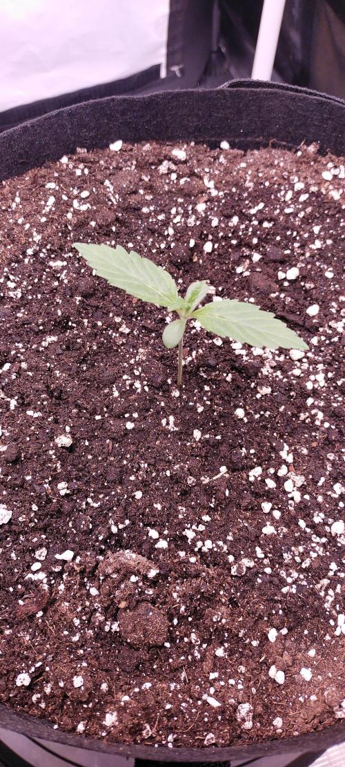 Bruce Banner#3. Week 1