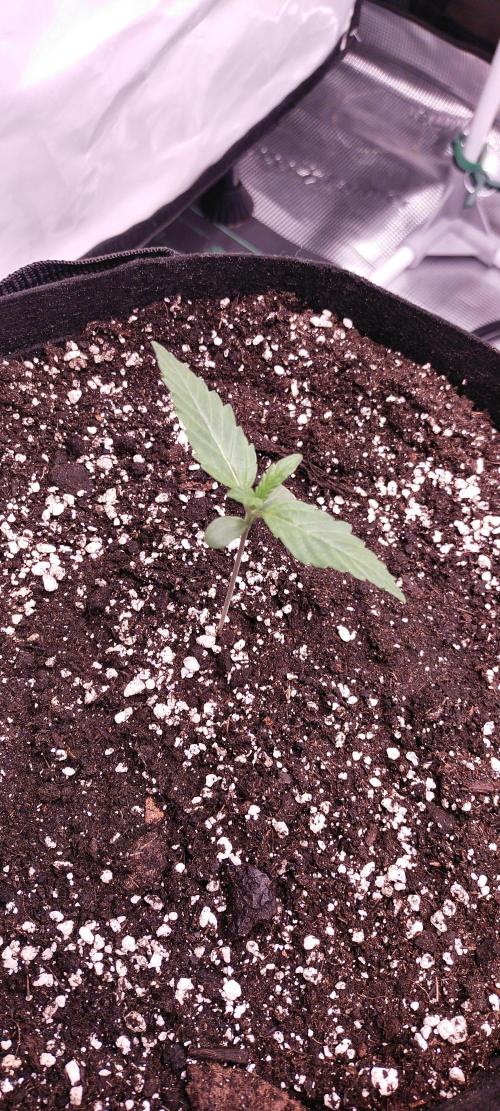 Bruce Banner#3. Week 1