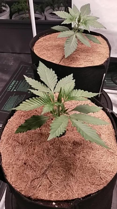 Bruce Banner#3
