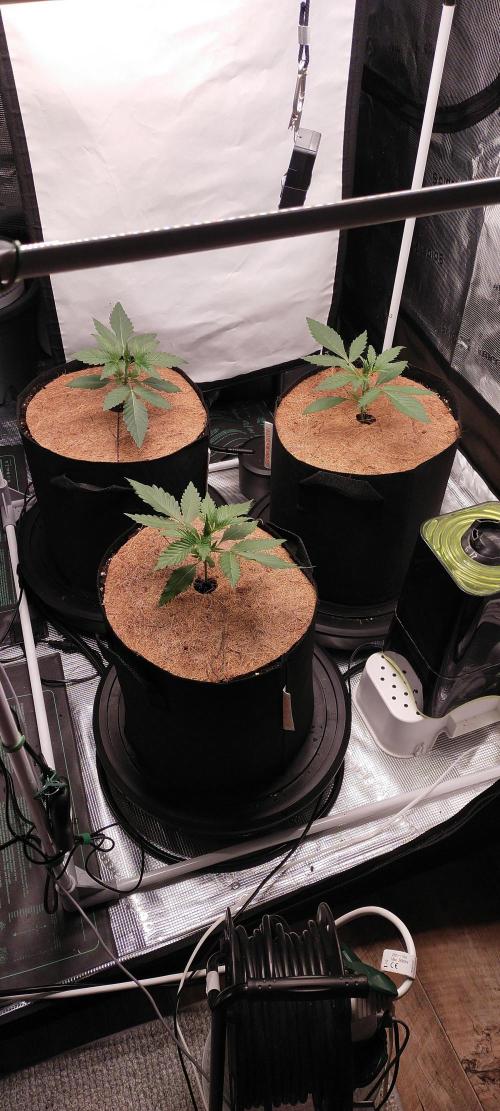 Bruce Banner#3. Week 2