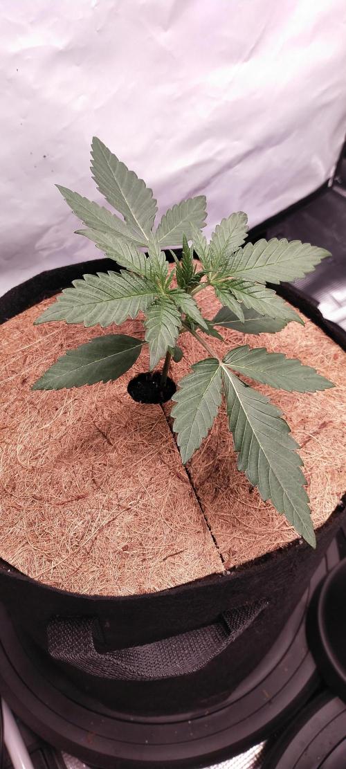 Bruce Banner#3. Week 2