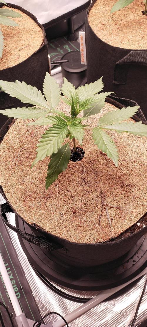 Bruce Banner#3. Week 2