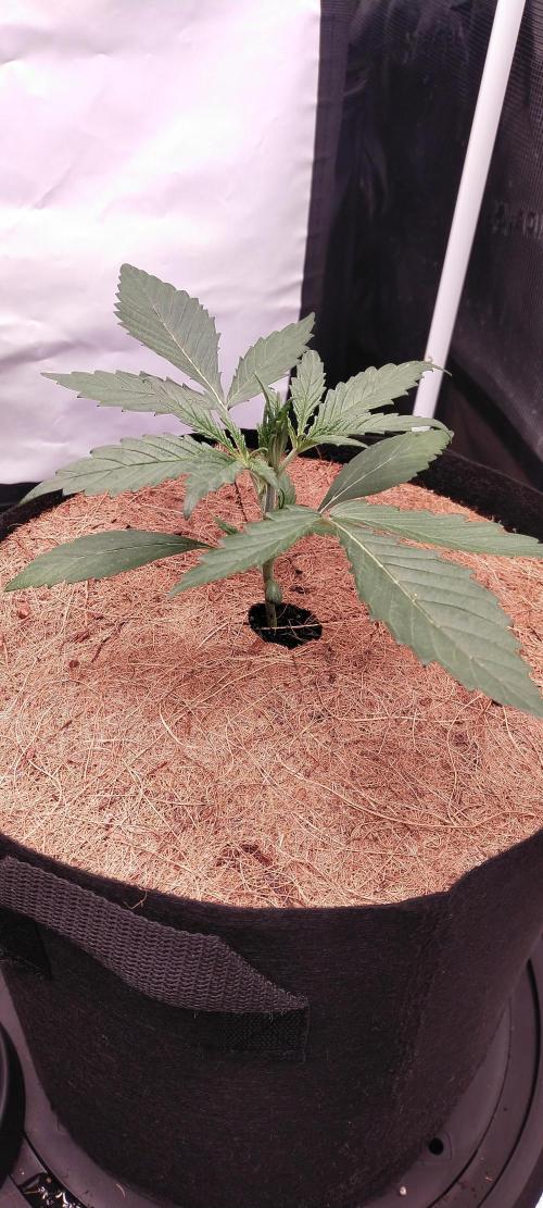 Bruce Banner#3. Week 2