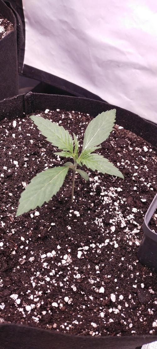 Bruce Banner#3. Week 2