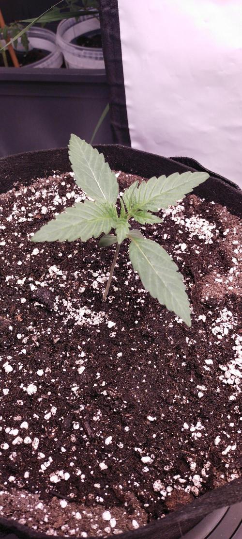 Bruce Banner#3. Week 2