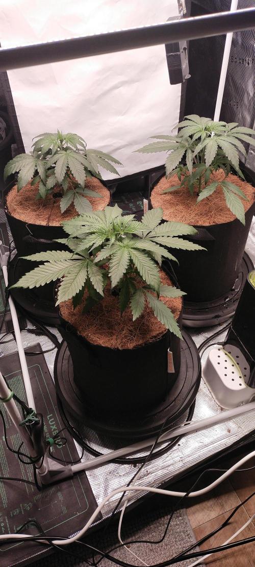 Bruce Banner#3. Week 3