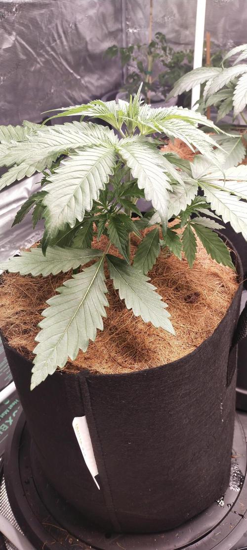 Bruce Banner#3. Week 3
