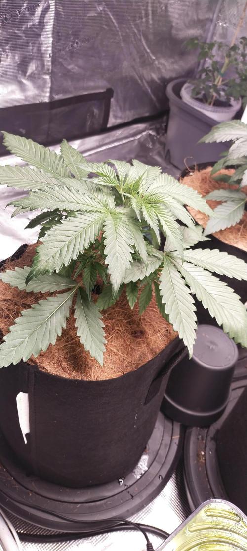 Bruce Banner#3. Week 3