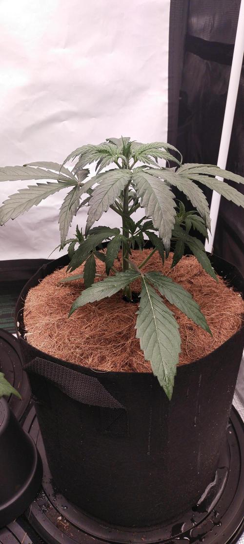 Bruce Banner#3. Week 3