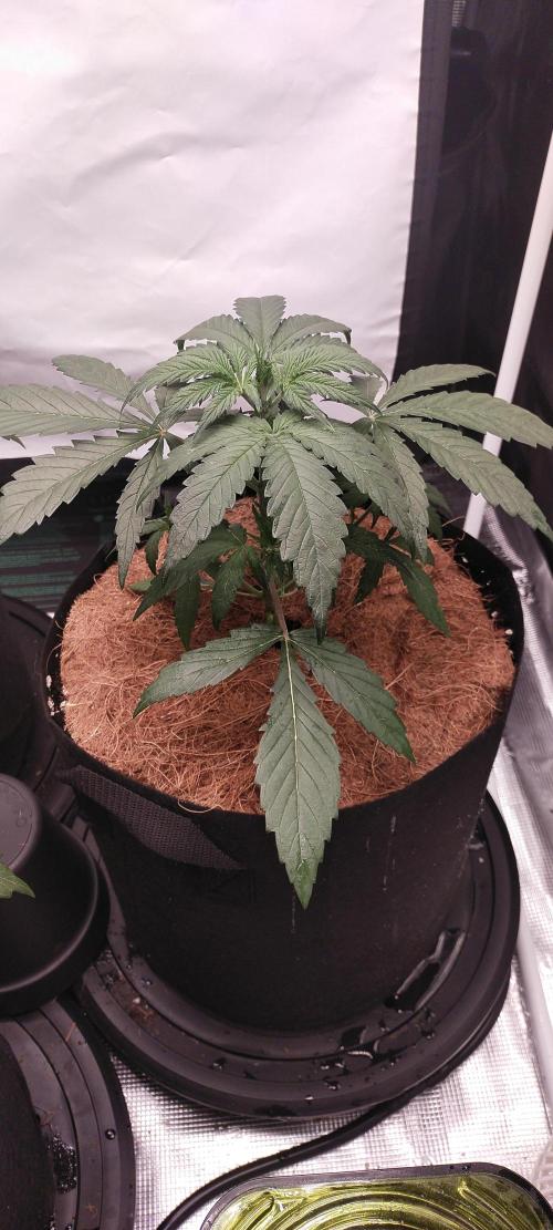 Bruce Banner#3. Week 3
